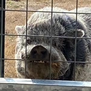 Meet your Posher, Sutton